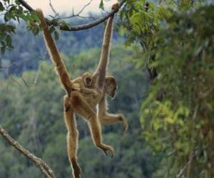 Puzzle πίθηκος, Μαϊμού κρέμεται από ένα αμπέλι